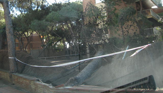 Arbre totalment caigut sobre una tanca a l'avinguda Europa de Gavà Mar per un temporal de vent (24 de Gener de 2009)